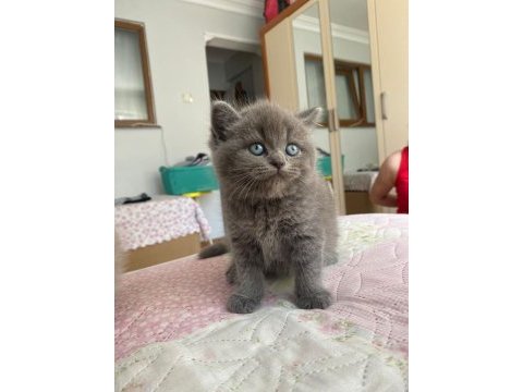 Güzeller güzeli british çocuklarım