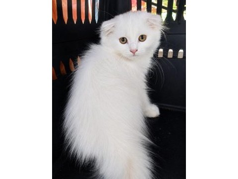 Scottish fold longhair white