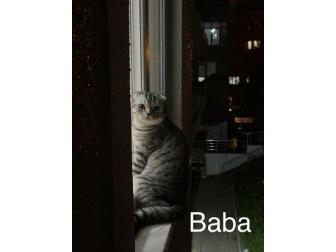 Babasının scottish fold oğlunu sahiplendiriyoruz