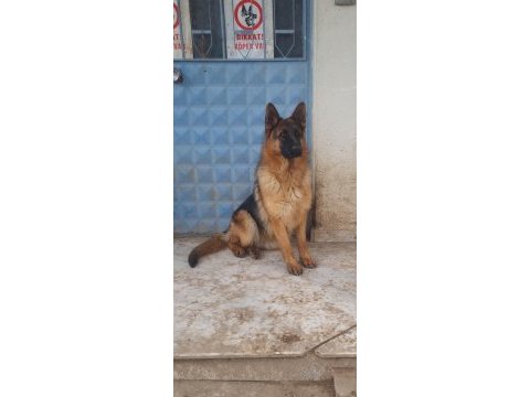 Sevgine zamanına emeğine değecek alman kurdu arayanlara
