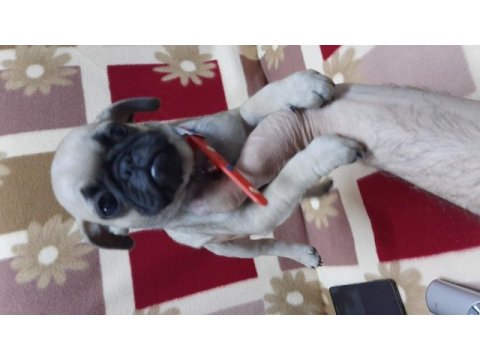 60 günlük pug yavrular