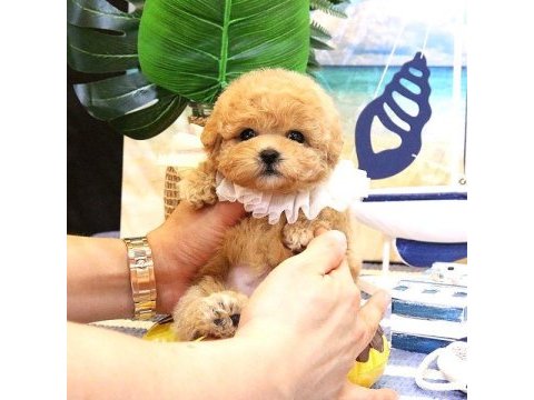Kore maltipoo bebeklerım