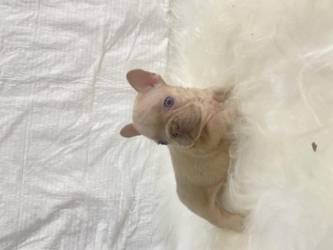 Renkli gözlü ırk garantili french bulldog yavrularım