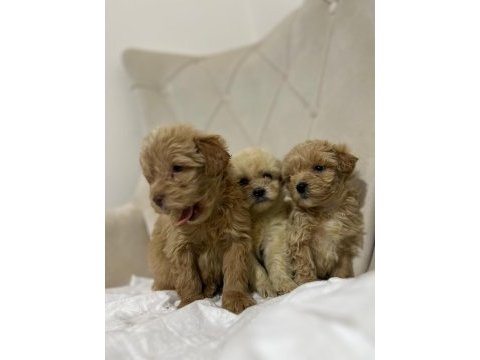Maltipoo kapıda ödeme ve kredi kartı imkânı mevcuttur