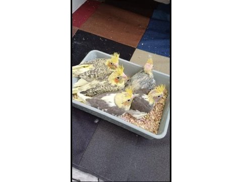 Çıtır yeni çıkmış ele alıştırmalık sultan papağanı