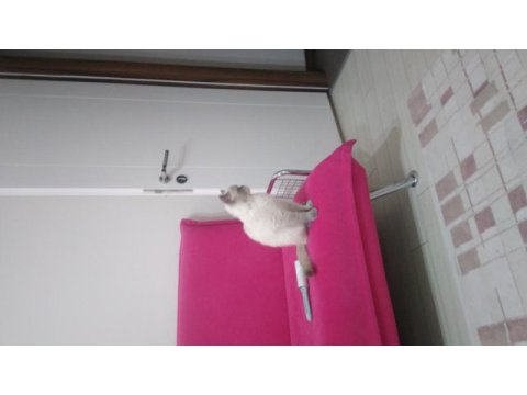 Oyun canavarı british shorthair sahiplendim diyeceksiniz