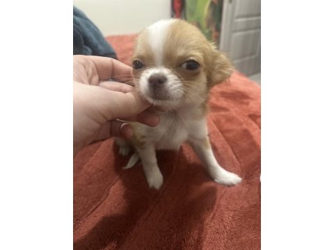 Orijinal chihuahua