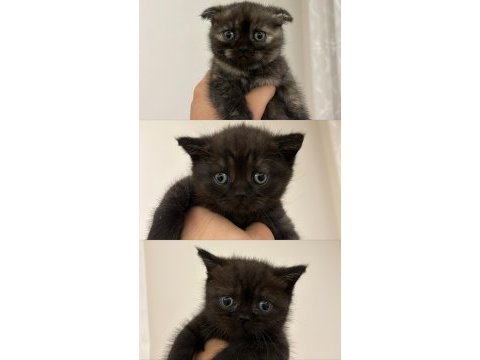 10 temmuz doğumlu british shorthair yavrular