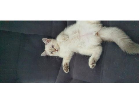 Scottish blue point cinsi 3 aylık dişi