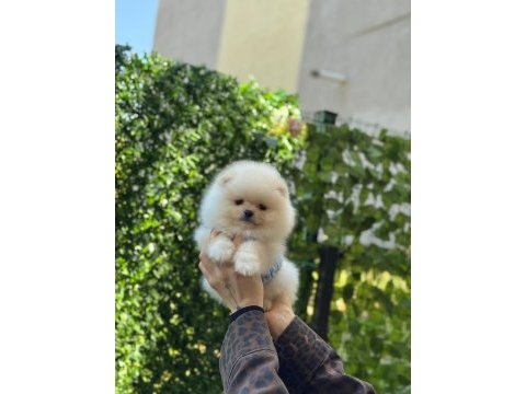 Show kalite pomeranian boo yavruları