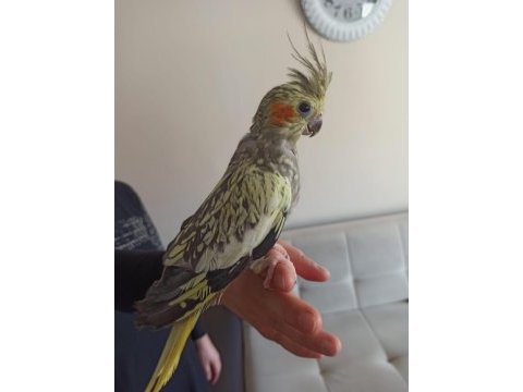 2.5 aylık evcil ele alışık yavru sultan papağani