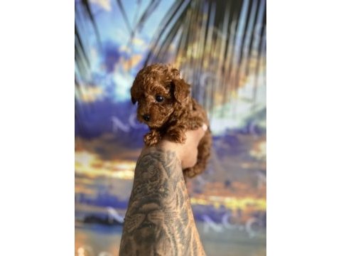 Kore orjinal kilo ırk garantili poodle