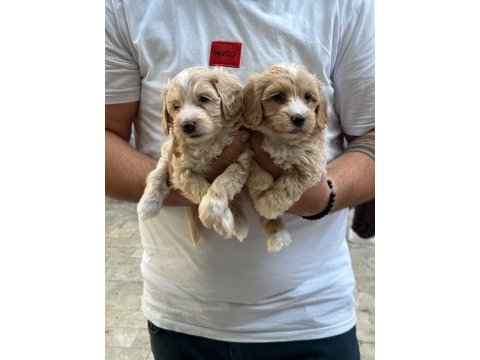 Kaliteli sevimli maltipoo yavruları
