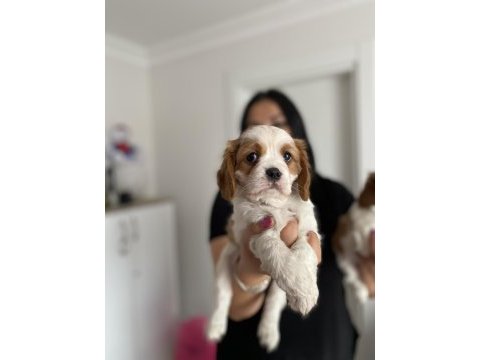 Safkan cavalier king charles yavrularım