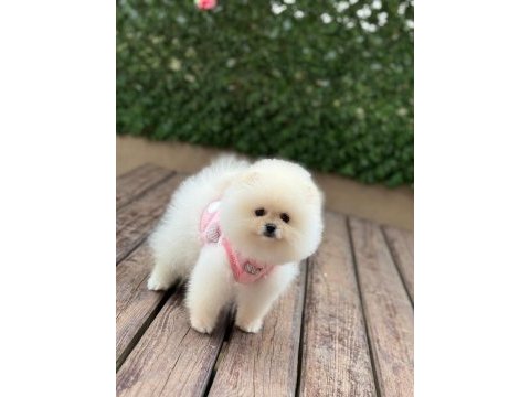 Birbirinden güzel ve sevimli pomeranian yavrularımız
