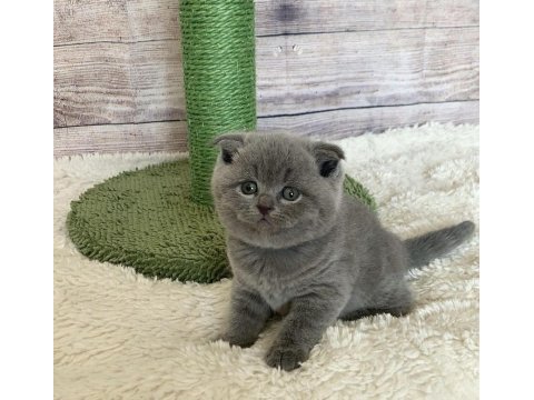 Ayı surat scottish fold yavrularımız 
