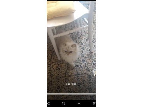 3 kısır dişi kedimiz yeni yuvalarını arıyor
