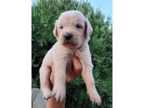 Golden retriever uygun ve güzel