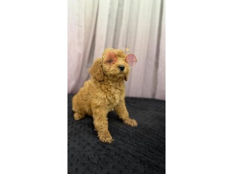 2 aylık poodle yavruları