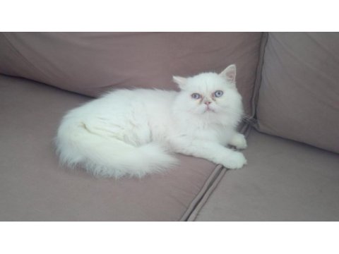 3 aylık pamuk iran kedisi kızım