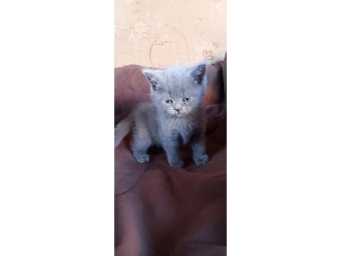 British shorthair kedimiz adana seyhan