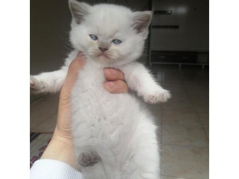 Blue point scottish fold