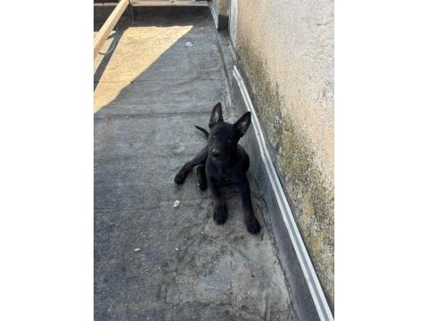 Irk ve sağlık garantili belçika kurdu bebekler