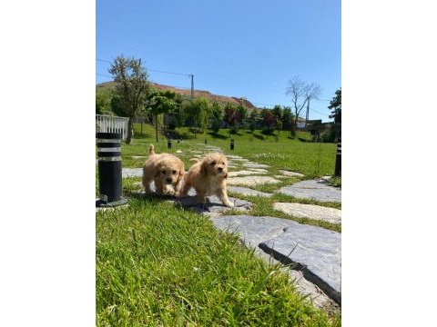 Ruhsatli çiflikten maltipoo yavrulari 