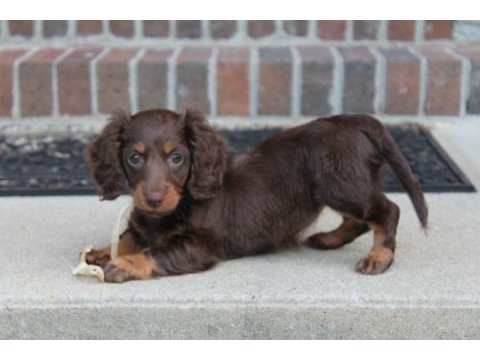 Çikolata tan longhair yavru köpekler