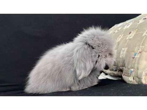 Hollanda teddy lop tavşanı yavruları