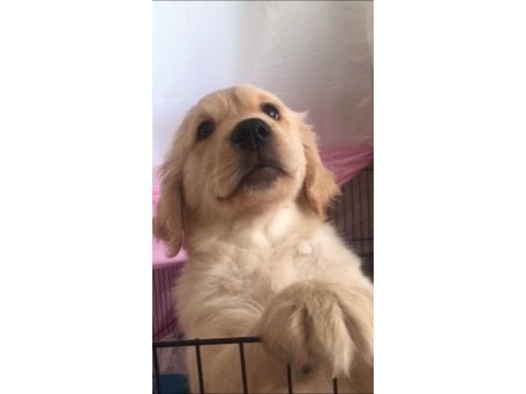 Saf ırk yavru golden retriever