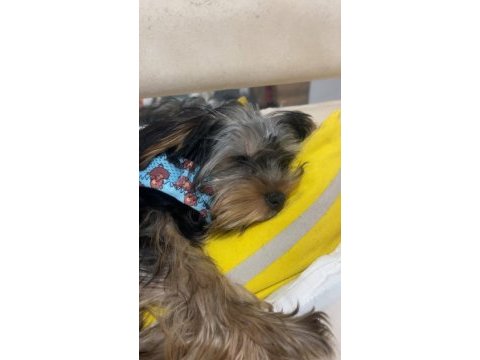 Aşıları tam yorkshire terrier