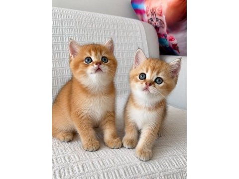 En güzel golden british shorthair yavrumuz