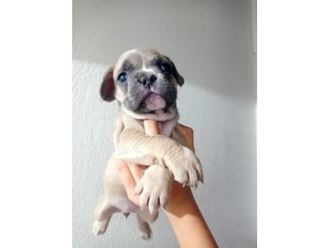 French bulldog köpeğimiz