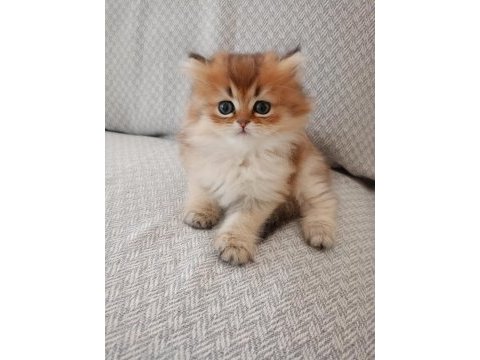 British longhair