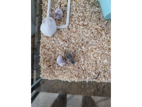Gonzales hamsterlar