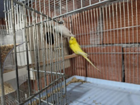 Tek ve takım yerli rainbow muhabbet kuşu