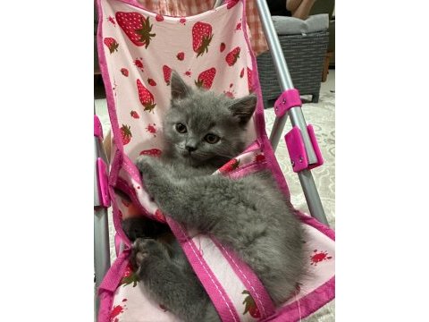 Güzeller güzeli british shorthair yavrularımız