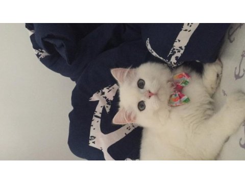 Dünya güzeli kedimiz