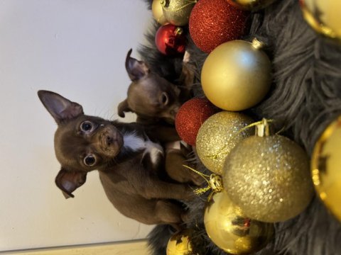 Minyatür elma kafa chihuahua bebeklerimiz