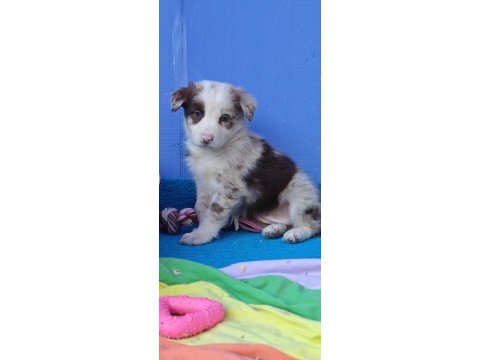 Kızıl merle inanılmaz güzellikte border collie yavrular