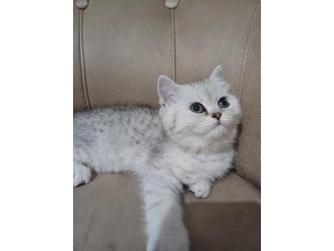 Teslime hazır dişi british shorthair yavrumuz