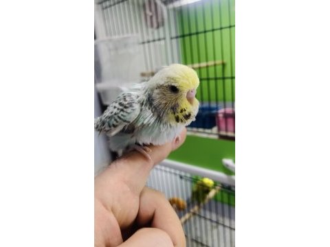 Show jumbo muhabbet kuşu yavruları