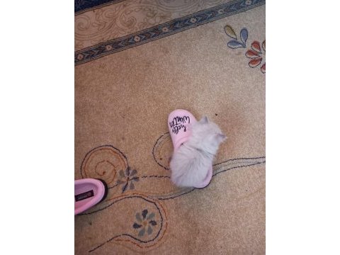 Prensesimiz british longhair