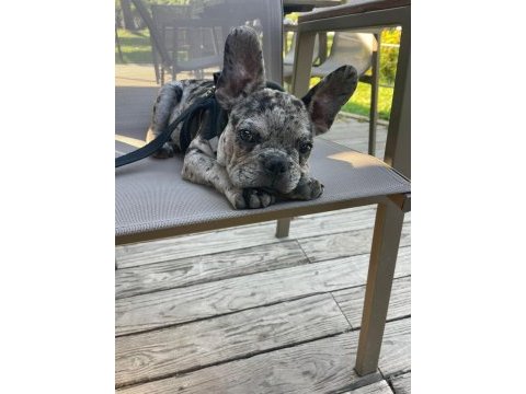 French bulldog merle erkek yavru
