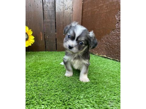 Morkie köpeğimiz