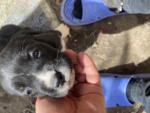 Cane corso yavru köpeğimiz