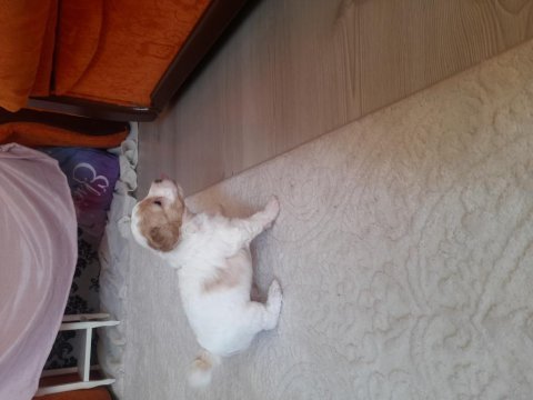 1.5 aylık terrier yavrular