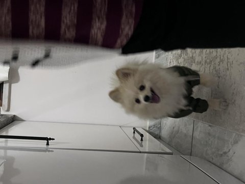 Pomeranian 4 aylık
