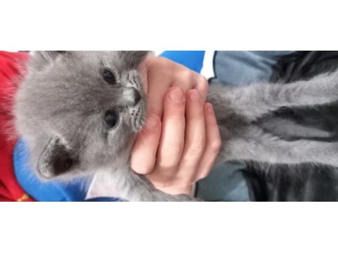 Rezerve ye açık yavrular british shorthair